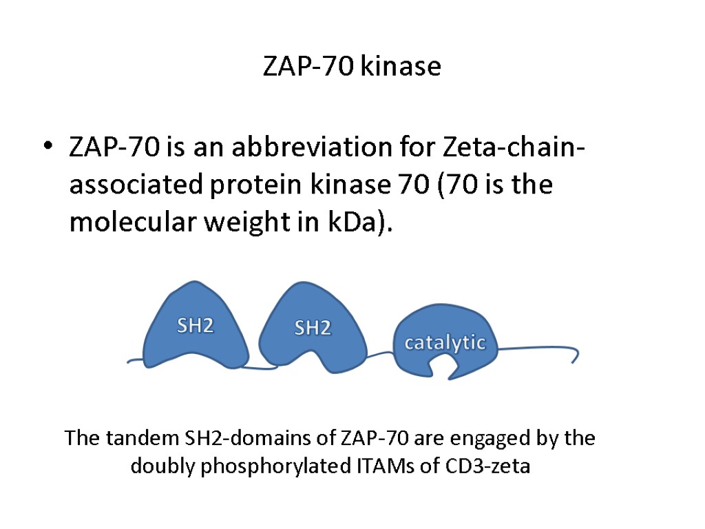 ZAP-70 kinase ZAP-70 is an abbreviation for Zeta-chain-associated protein kinase 70 (70 is the